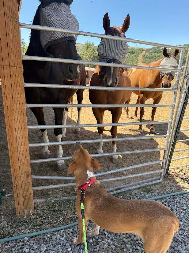 Picture of the Animal Listed